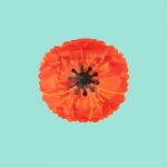 coucou suzette poppy hair clawsantropez gr