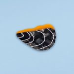 coucou suzette hair clip mussel